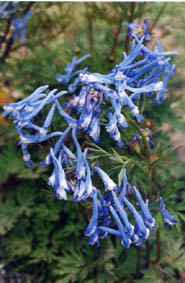 Corydalis flexuosa